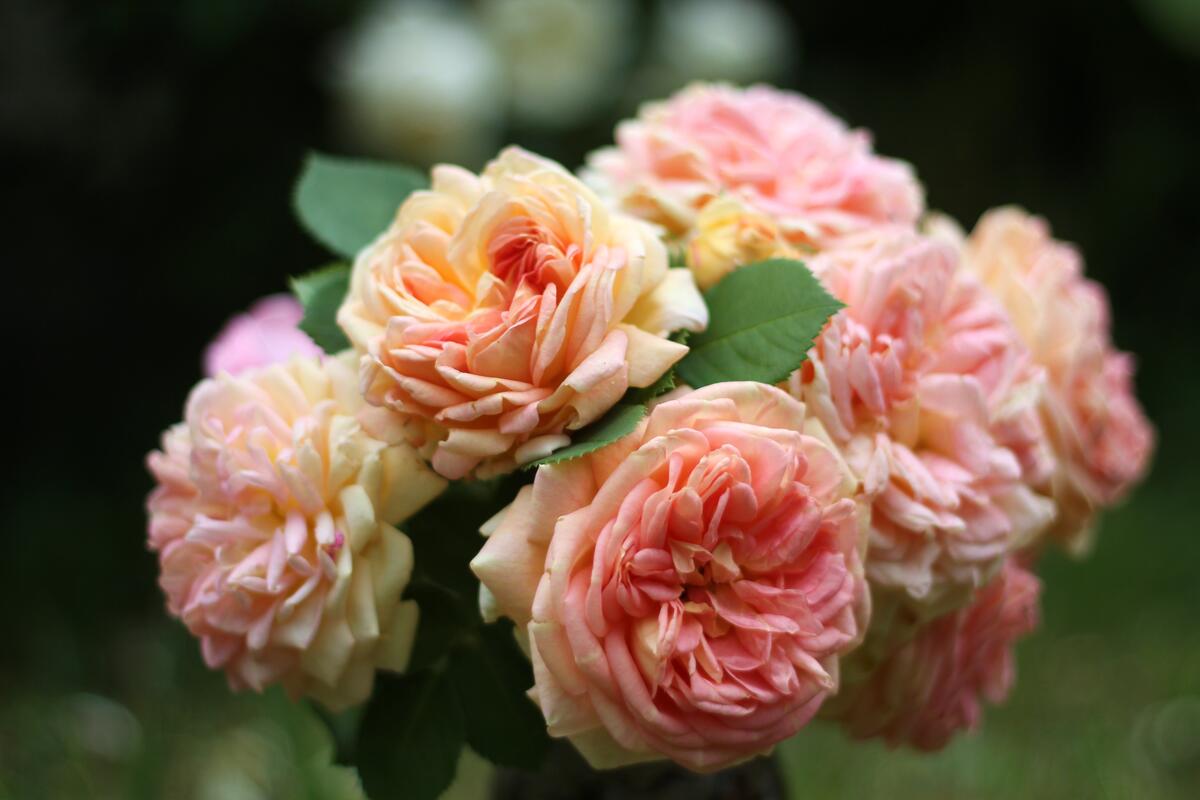 Красивый букет необычных роз