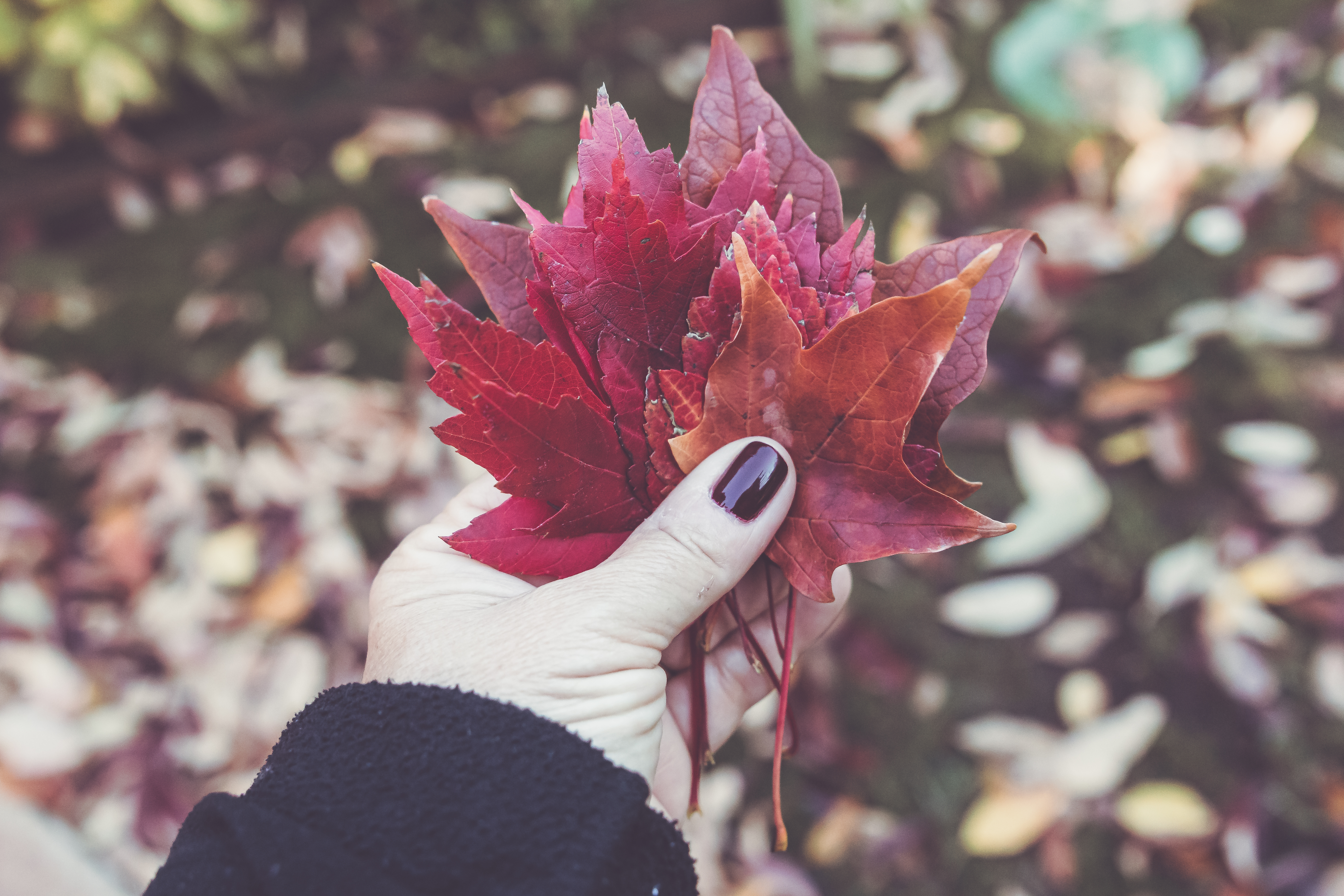 Бесплатное фото Красные кленовые листья в руке