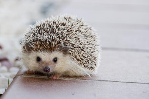 Homemade hedgehog