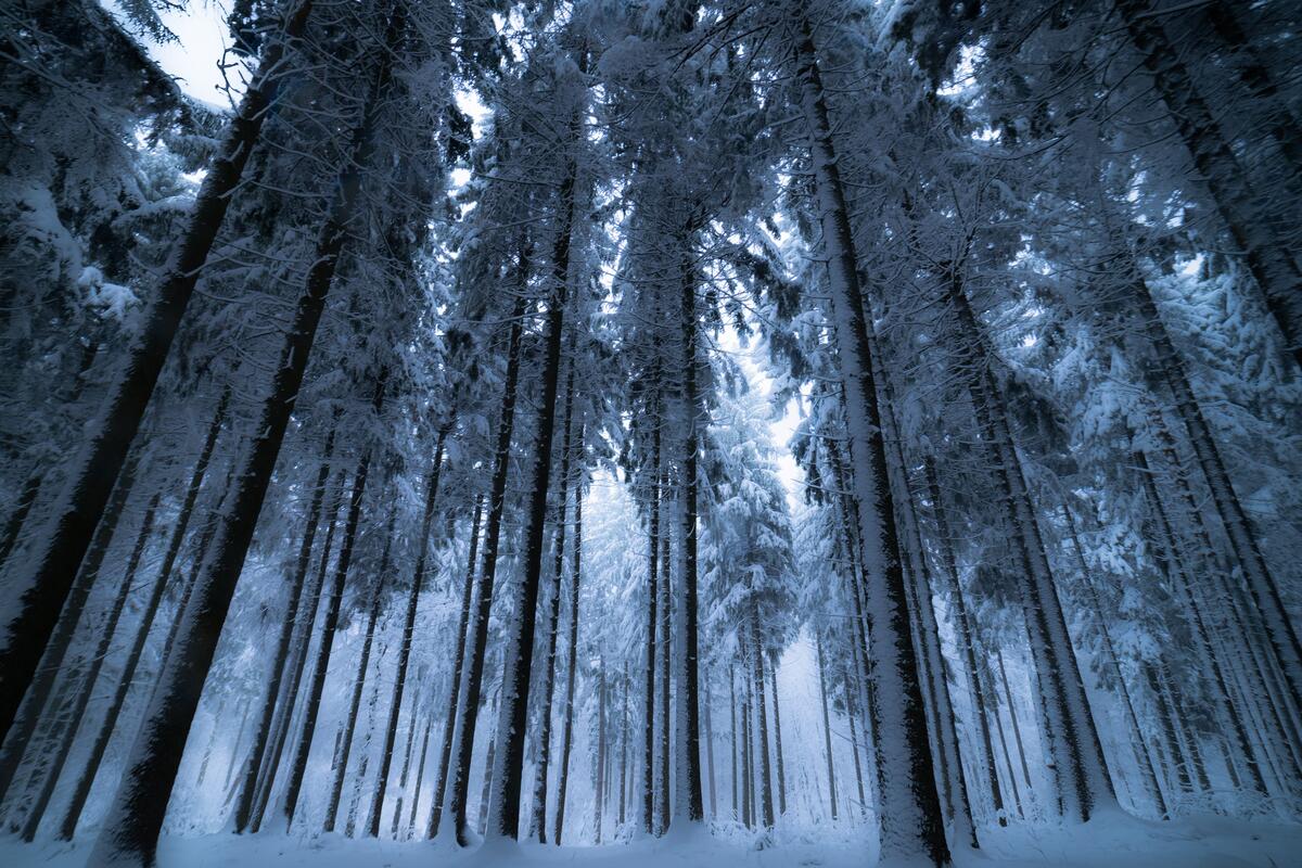 Обои зима в хвойном лесу с высокими деревьями