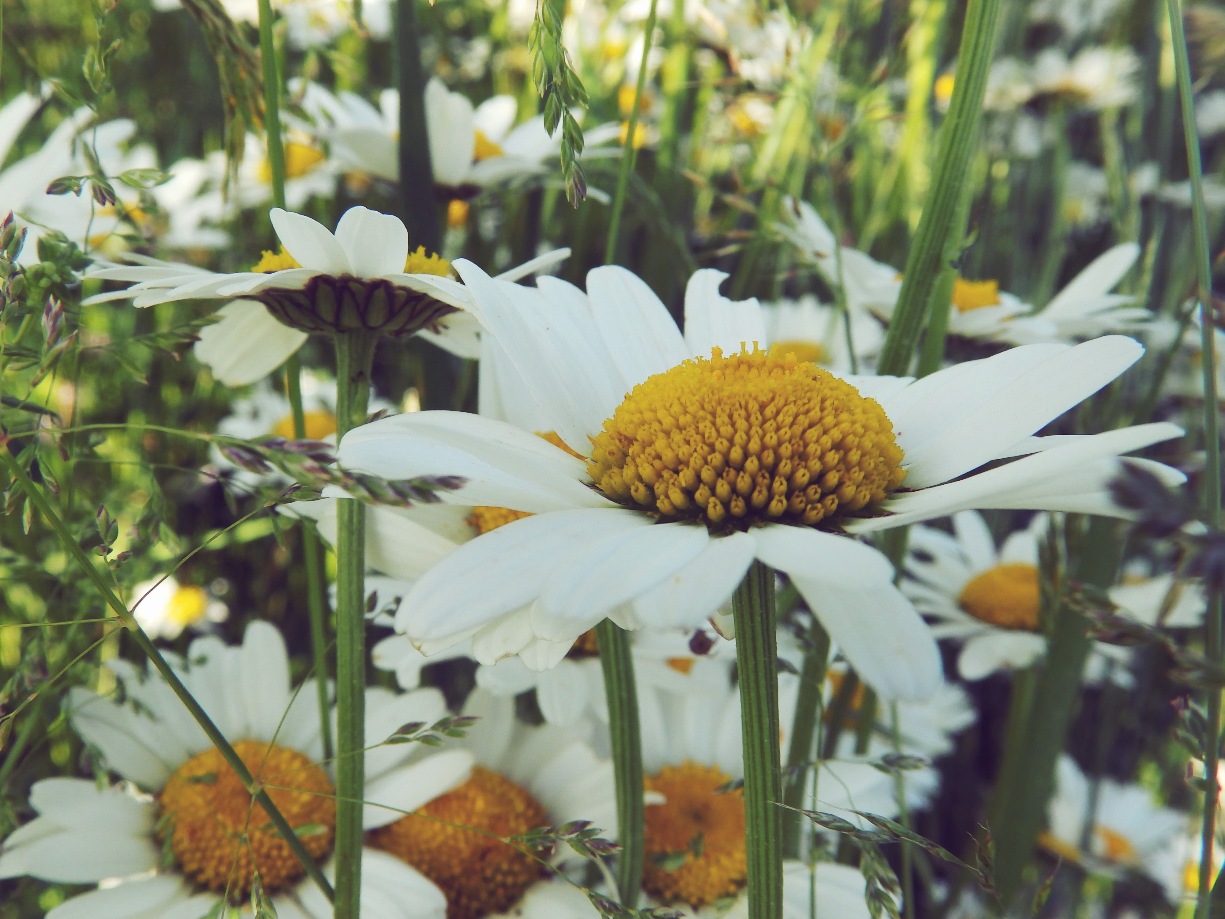 Wildflowers of daisies
