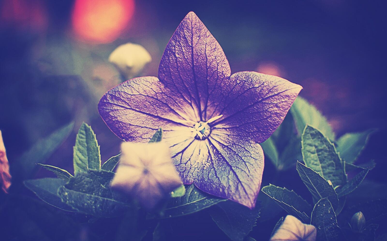 Бесплатное фото Фиолетовый цветочек