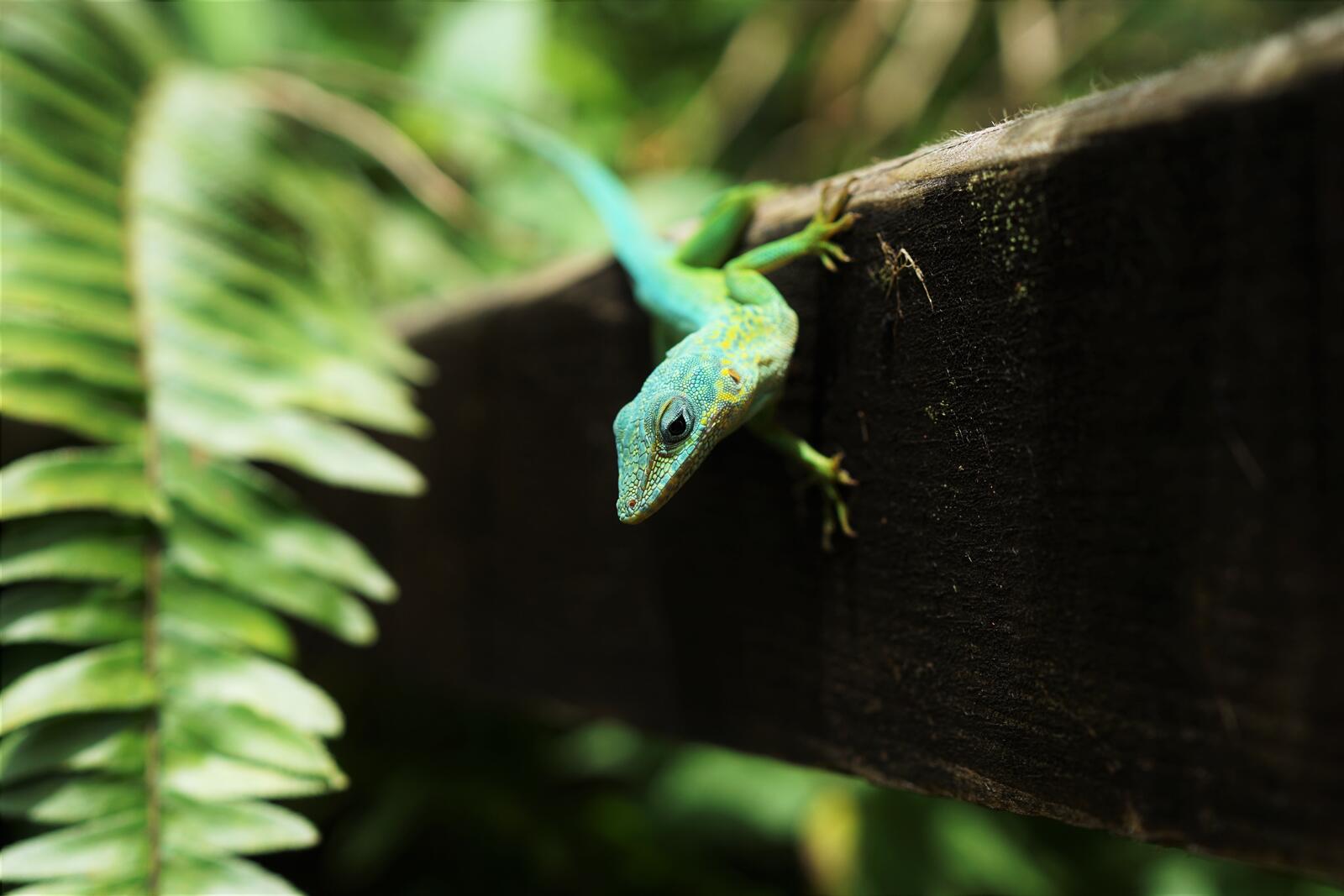 免费照片一只美丽的绿色蜥蜴在树枝上爬行
