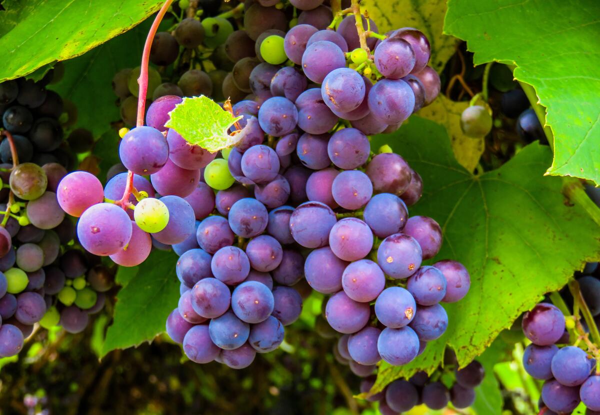 Грозди крупного винограда
