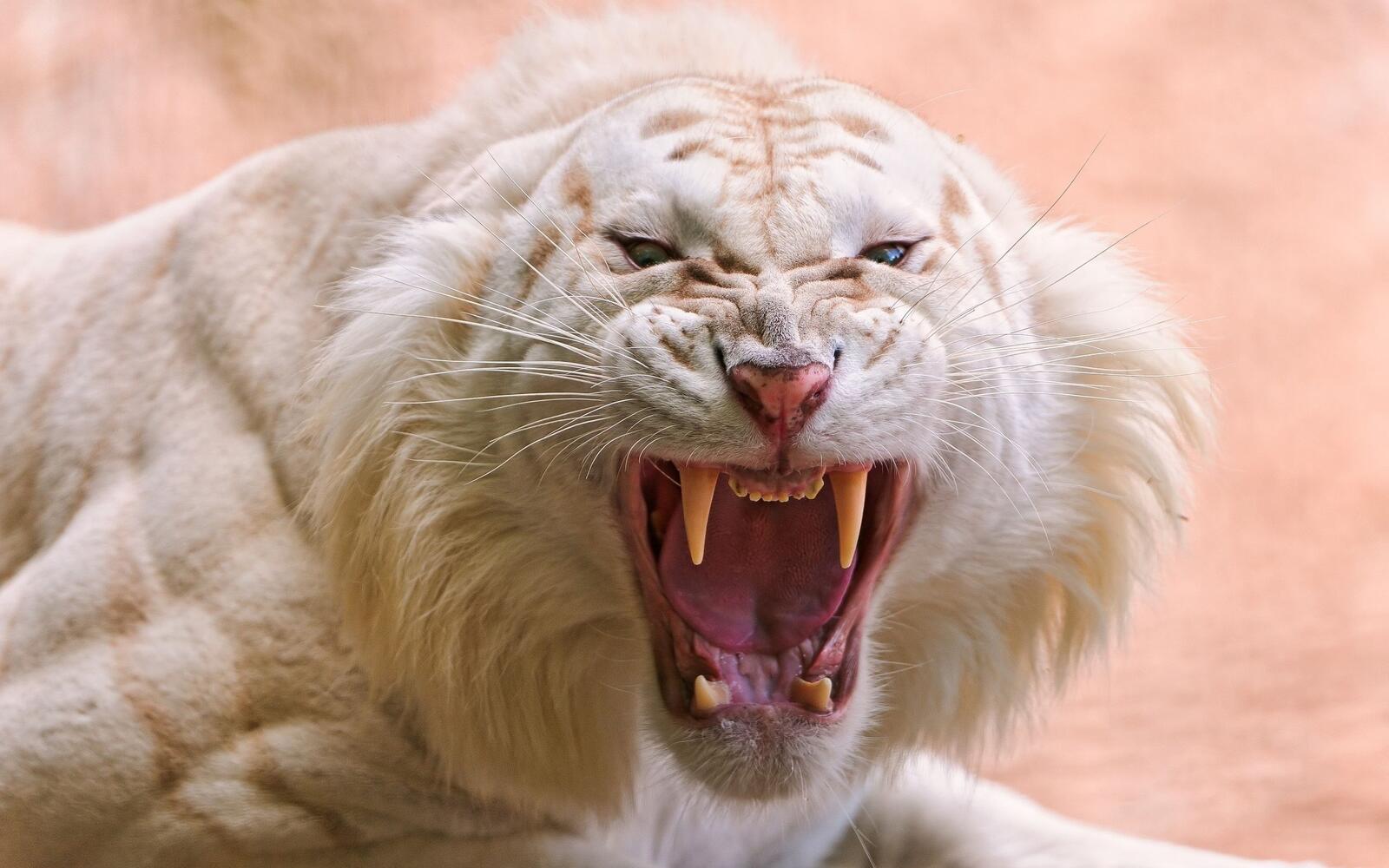 Free photo Angry white tiger