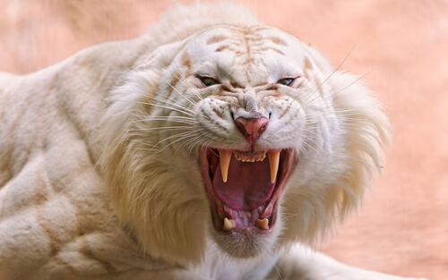 Злой белый тигр