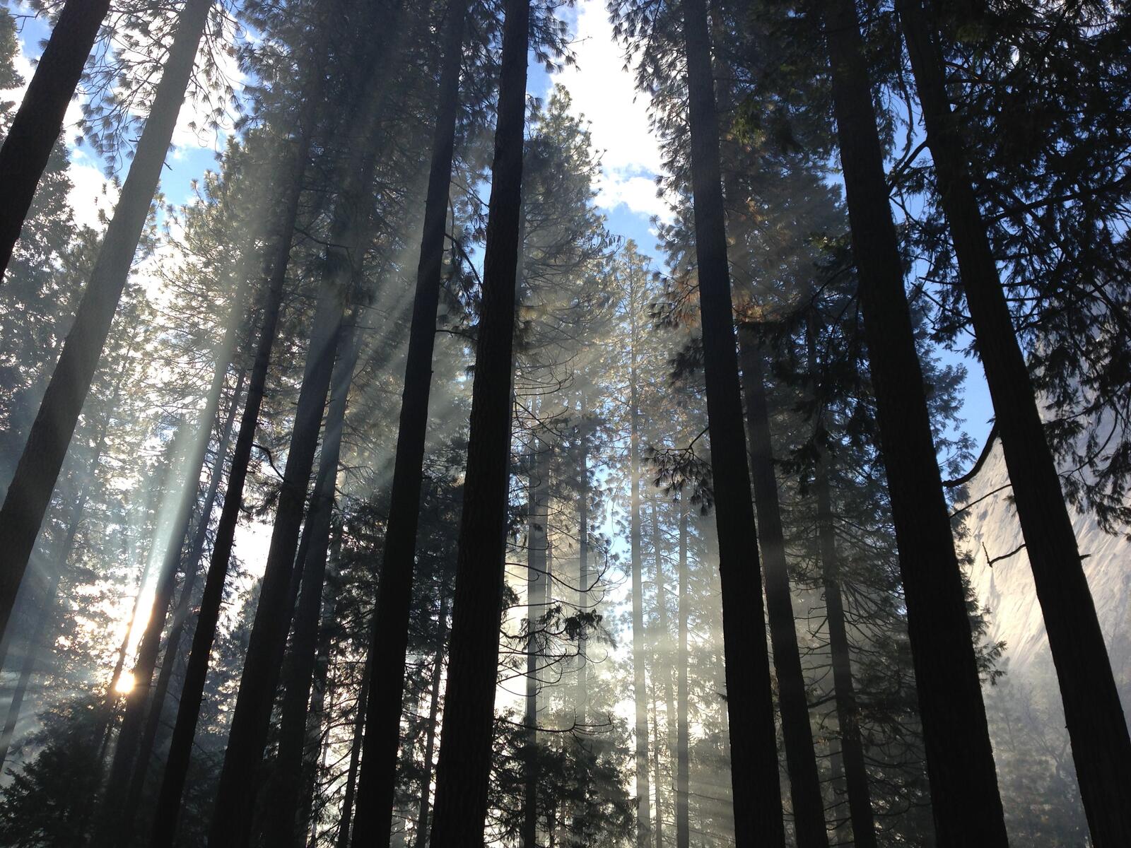 Free photo A simple coniferous forest with sunbeams
