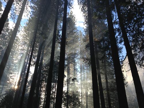 A simple coniferous forest with sunbeams
