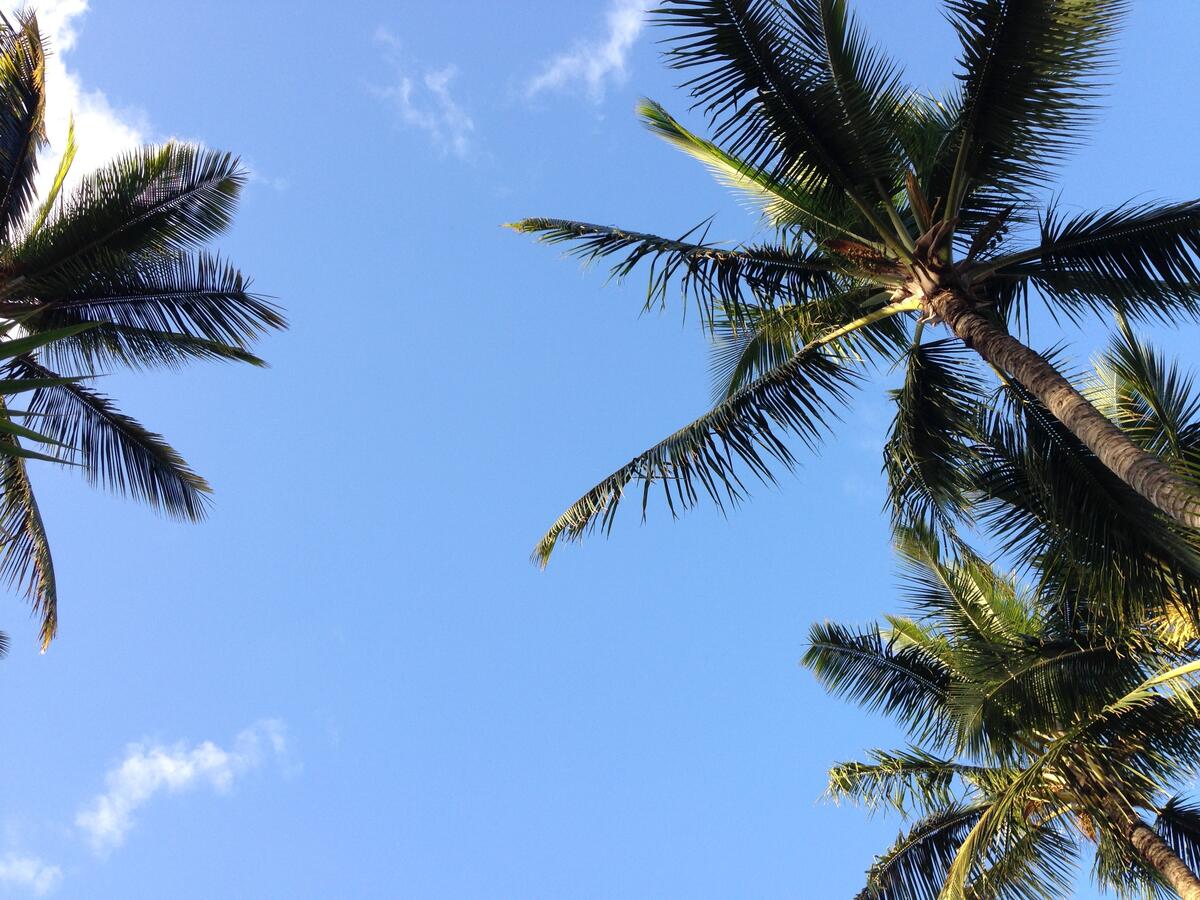 Palm leaves against the sky