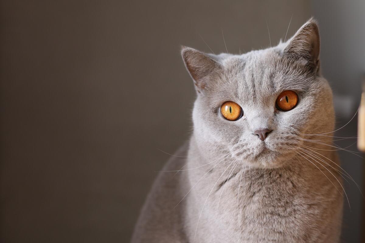 Domestic short-haired cat of gray color