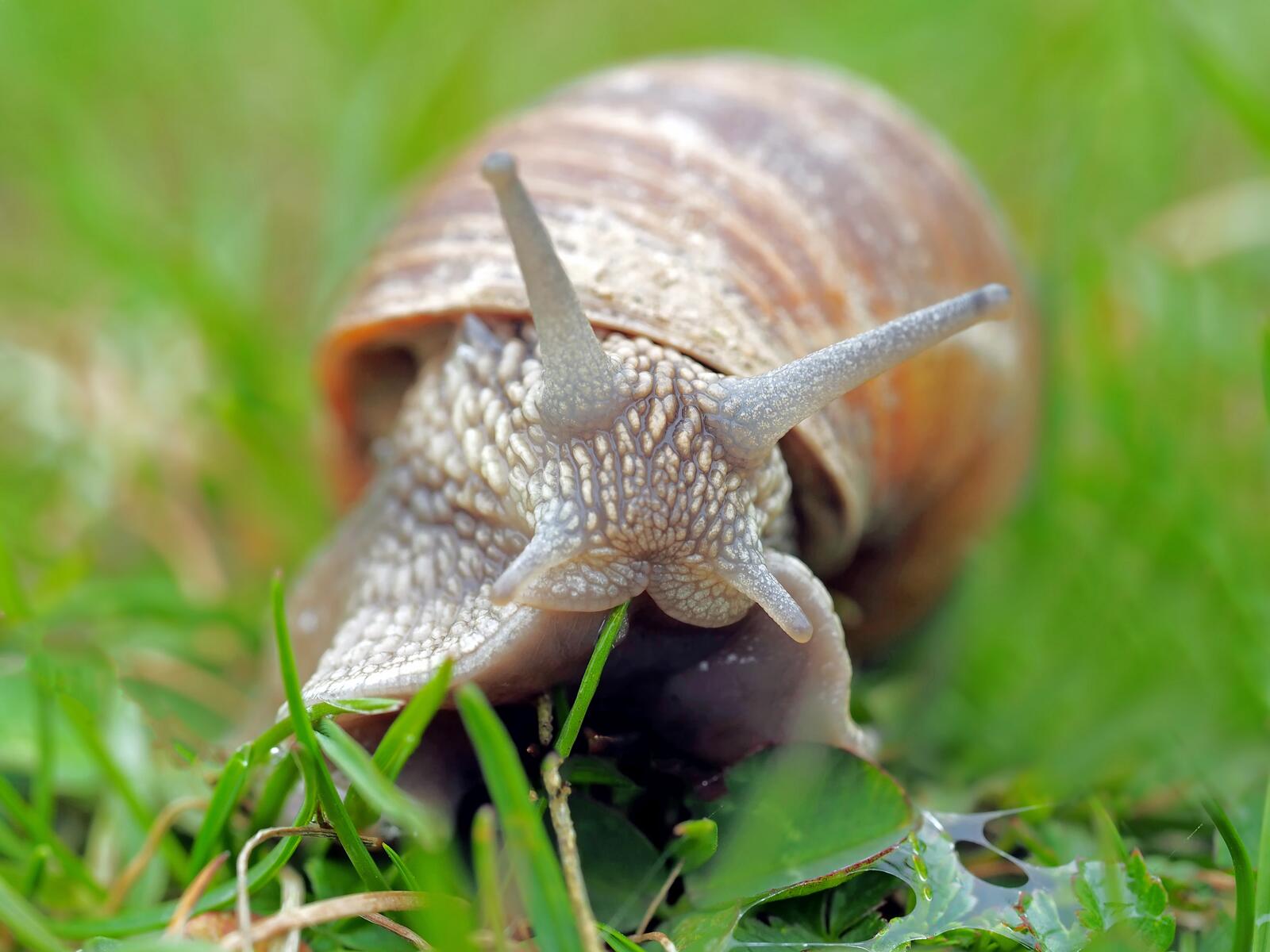 免费照片一只蜗牛在绿草中爬行。