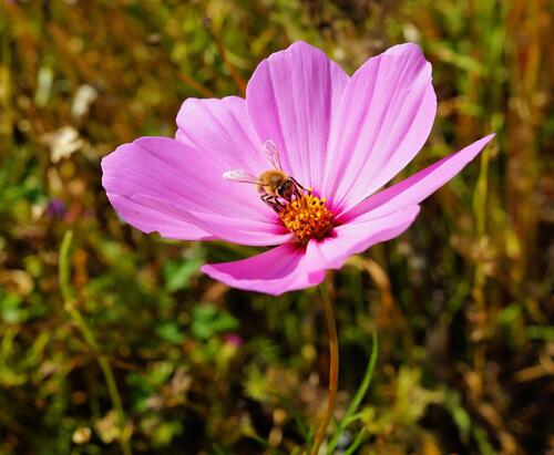 A wasp sits on a little soft pink flower.