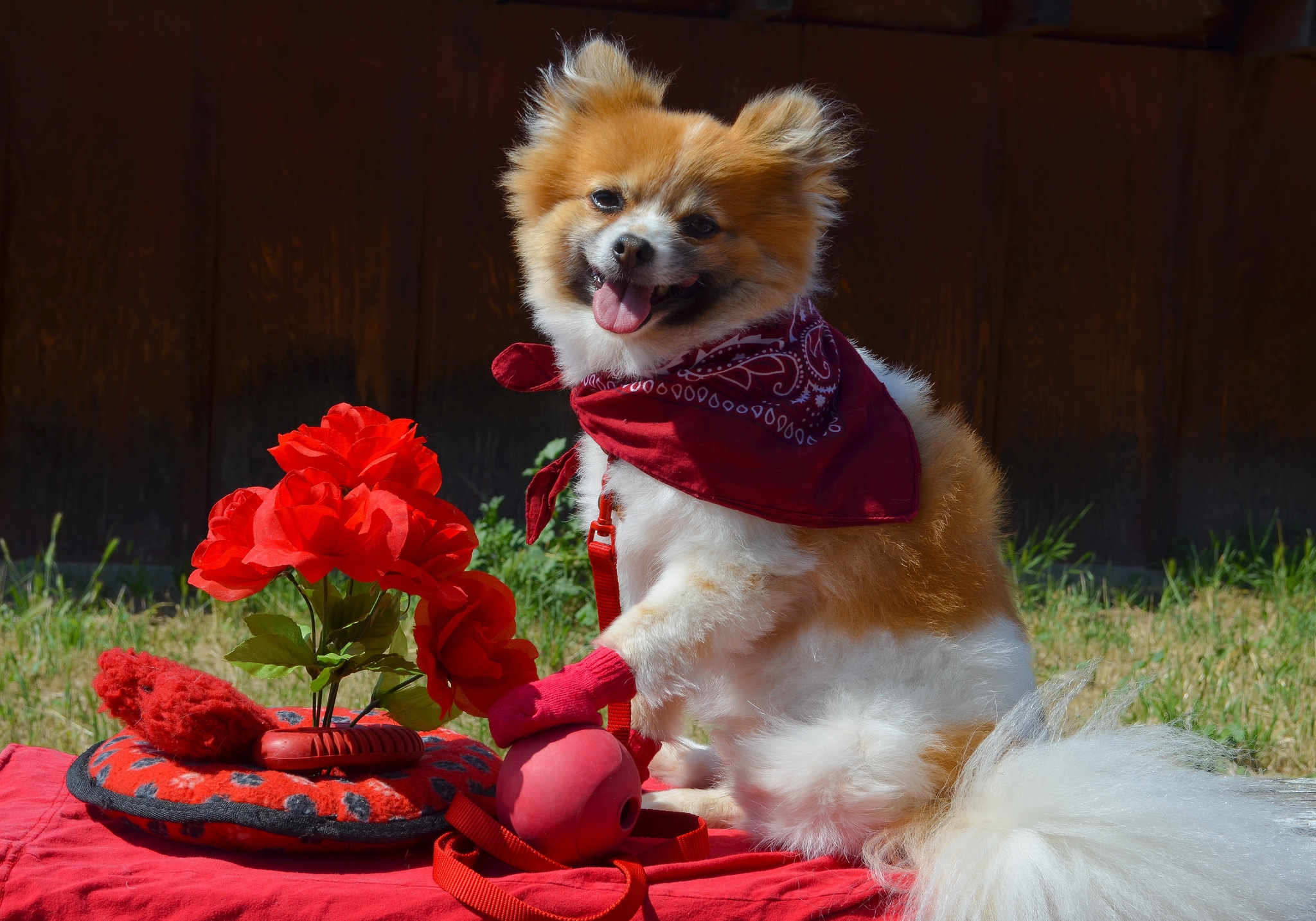 Фото бесплатно щенок, собака, цветы