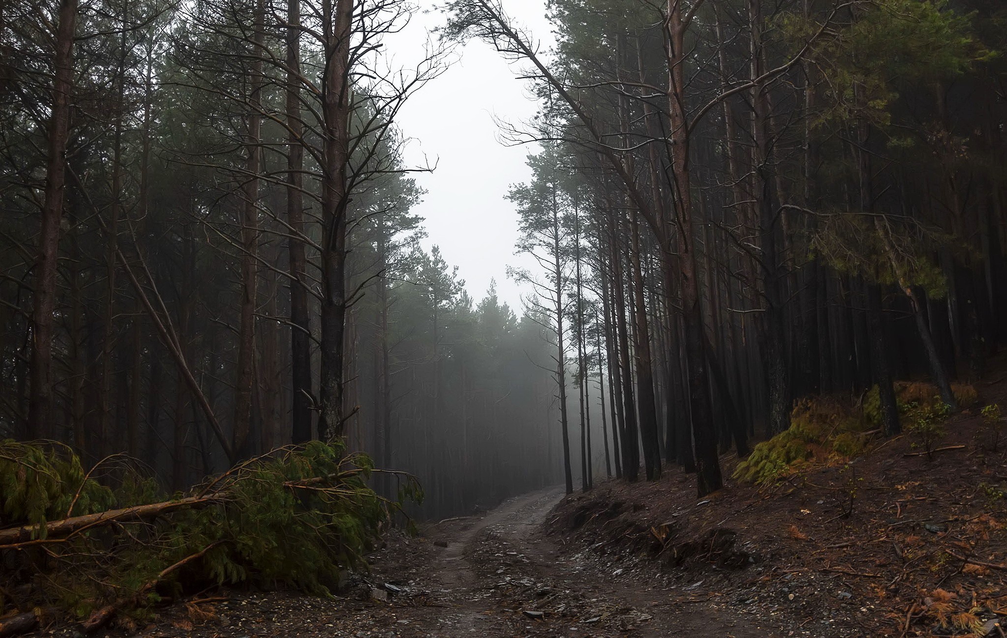 Free photo Rainy weather in a coniferous forest