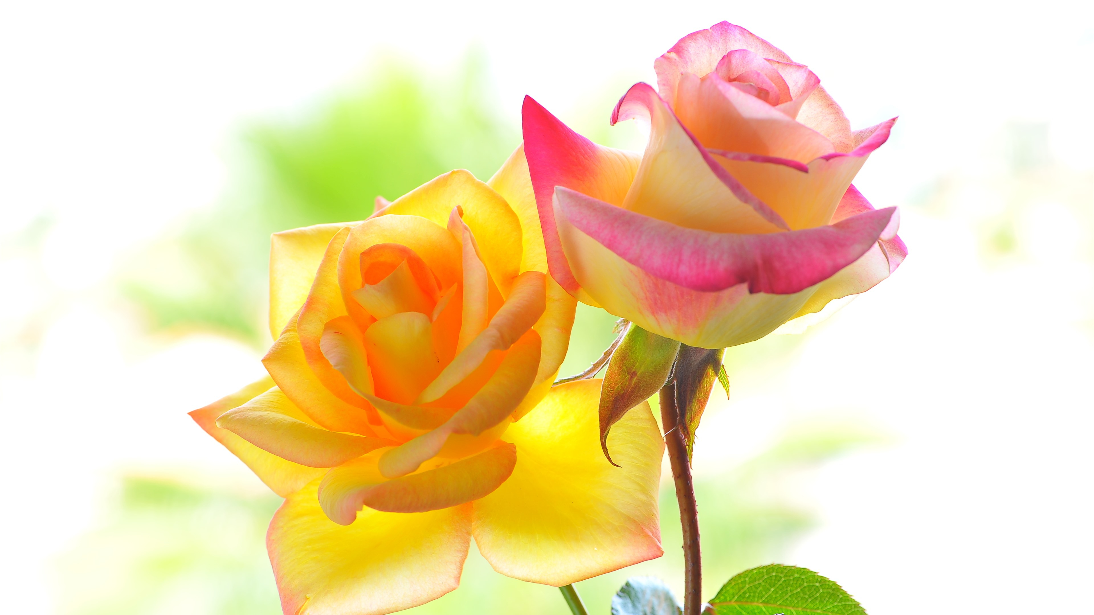 Two flowers of yellow and pink rose