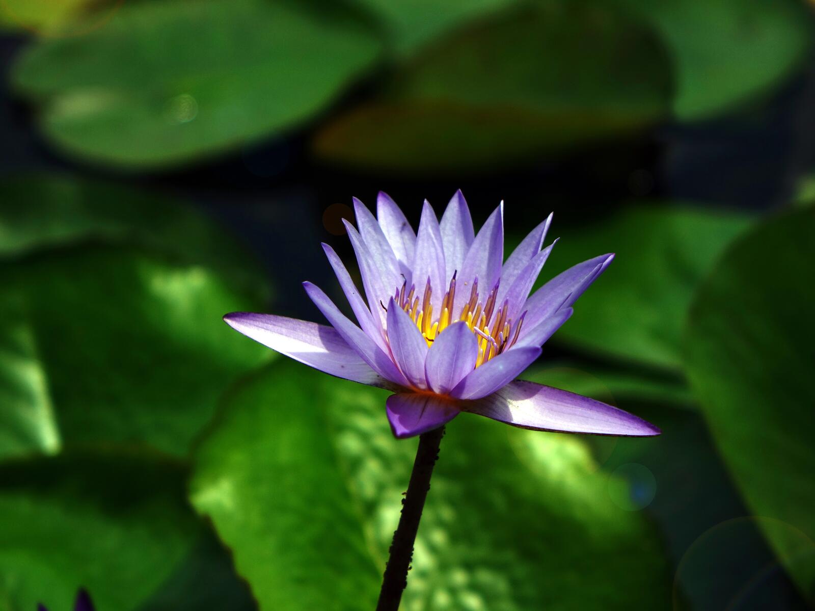 Free photo Purple lotus