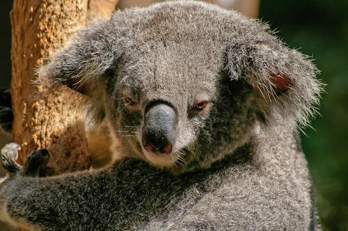 A koala crawls up a tree in Australia