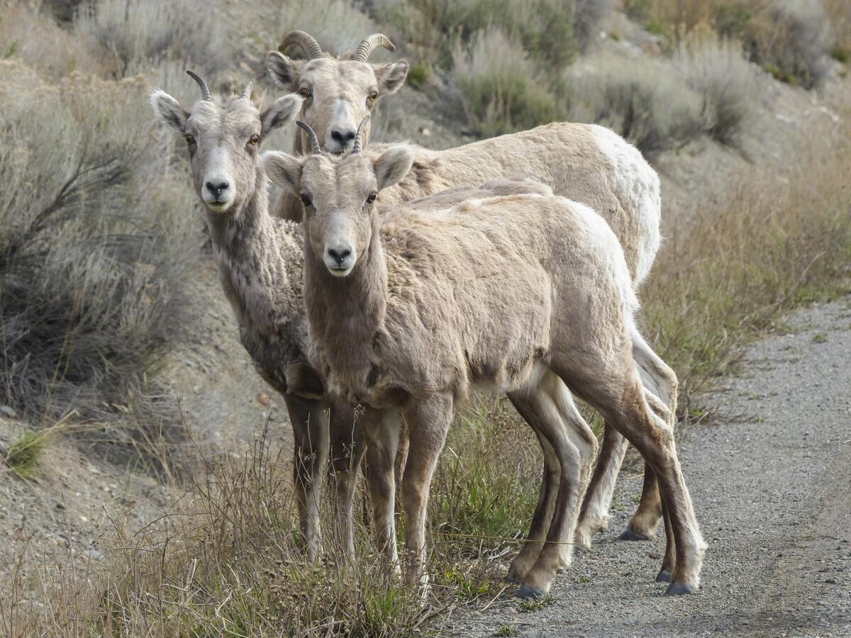 Barbary sheep walking in a flock.