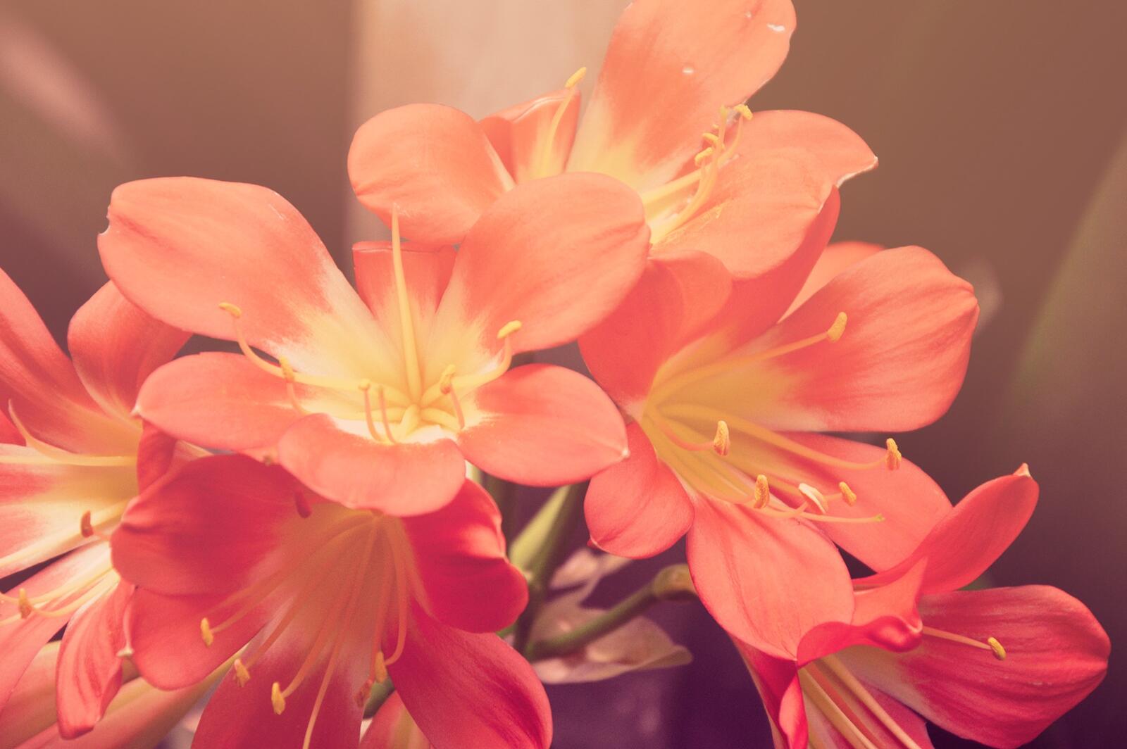 Бесплатное фото Амариллис белладонна розового цвета