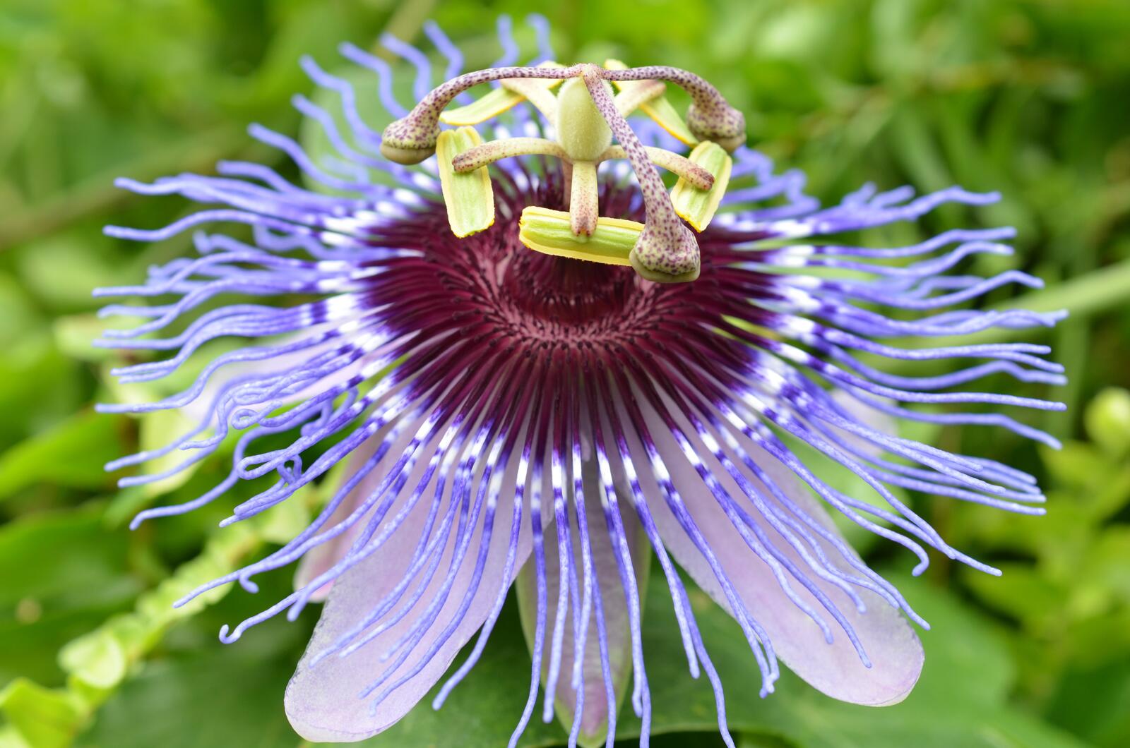 Необычный цветок с фиолетовыми лепестками