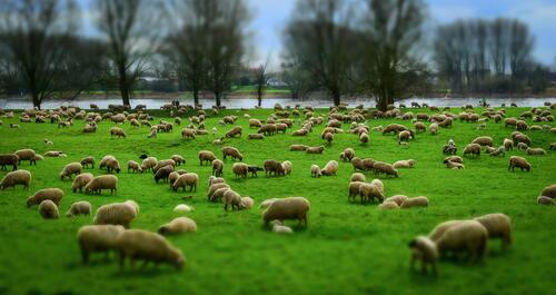 Sheep in the pasture eating green grass.