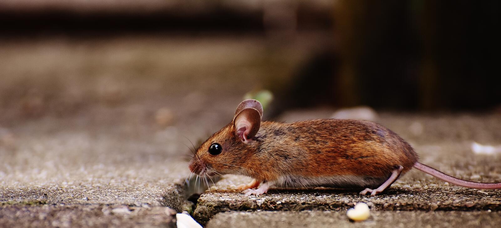 Бесплатное фото Городская мышка