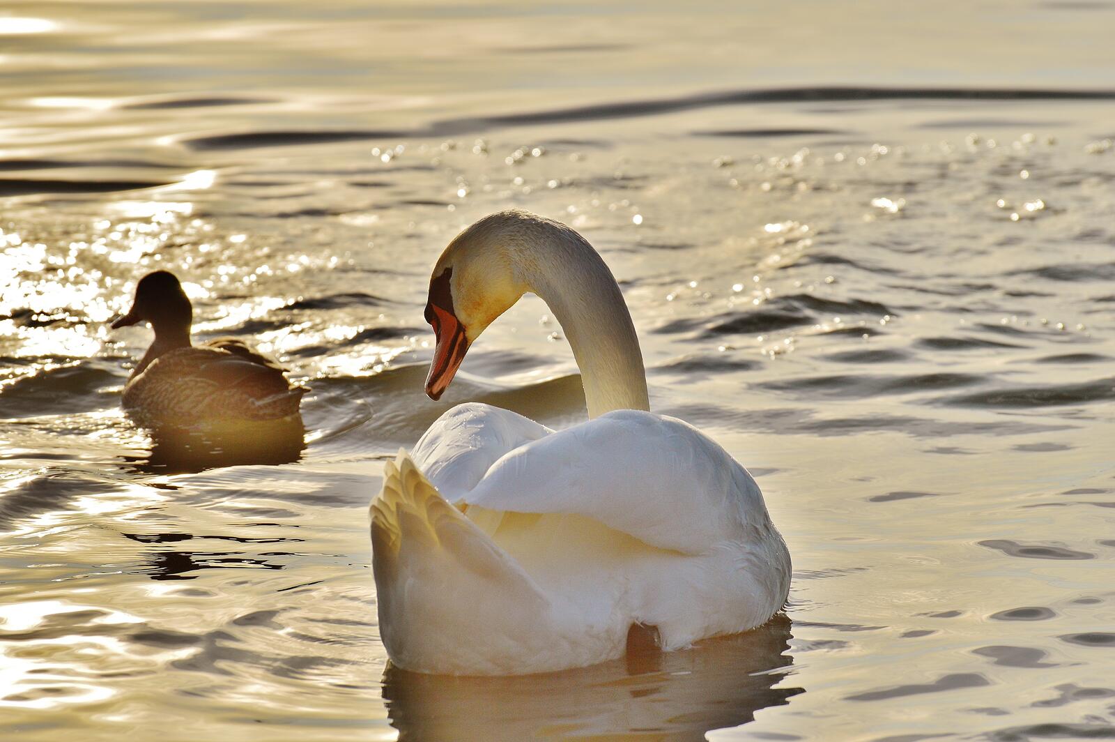 Free photo White swan and duck