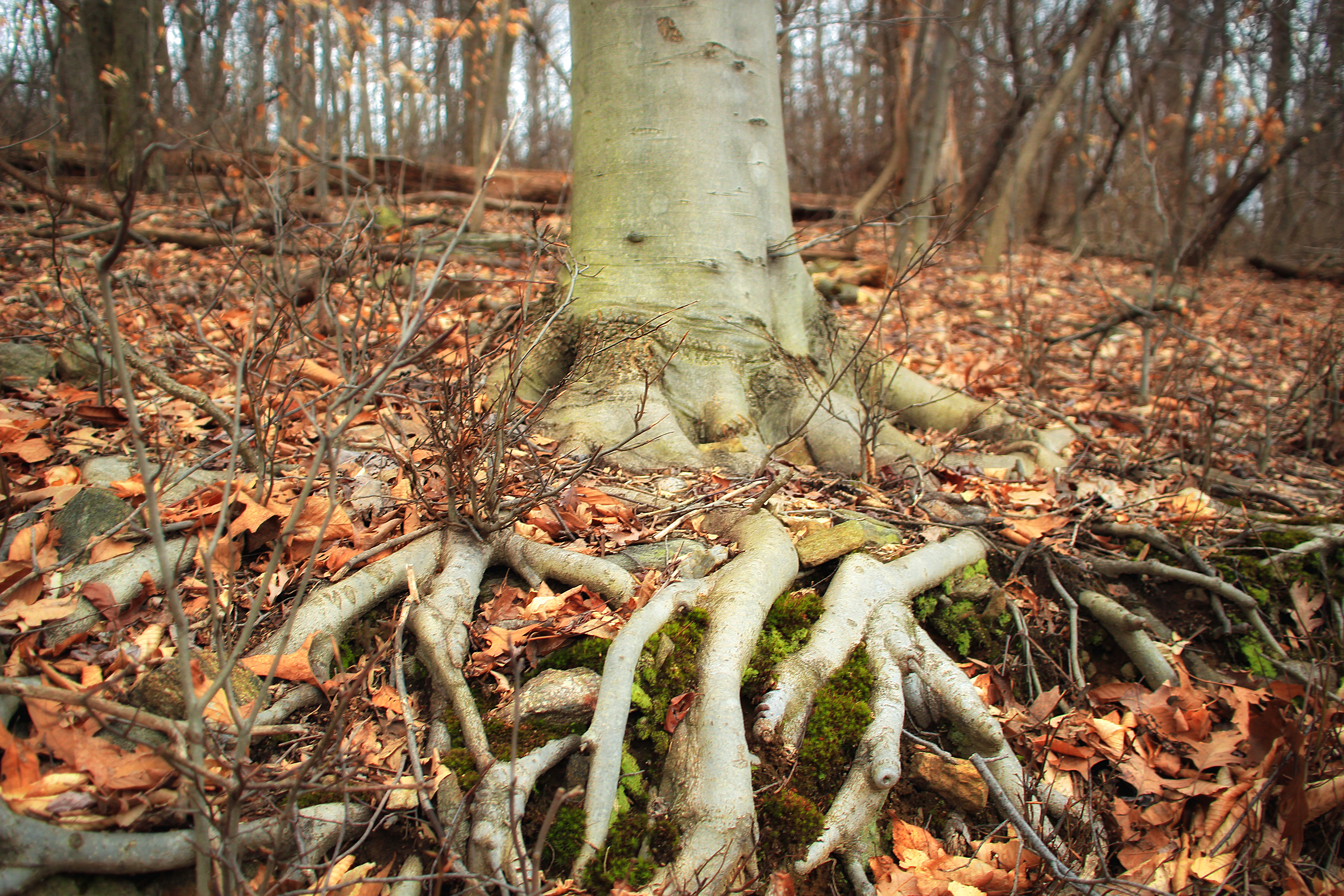 树根上覆盖着干枯的树叶。
