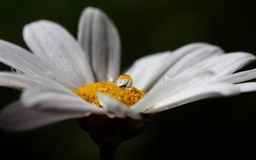 A dewdrop on a flower