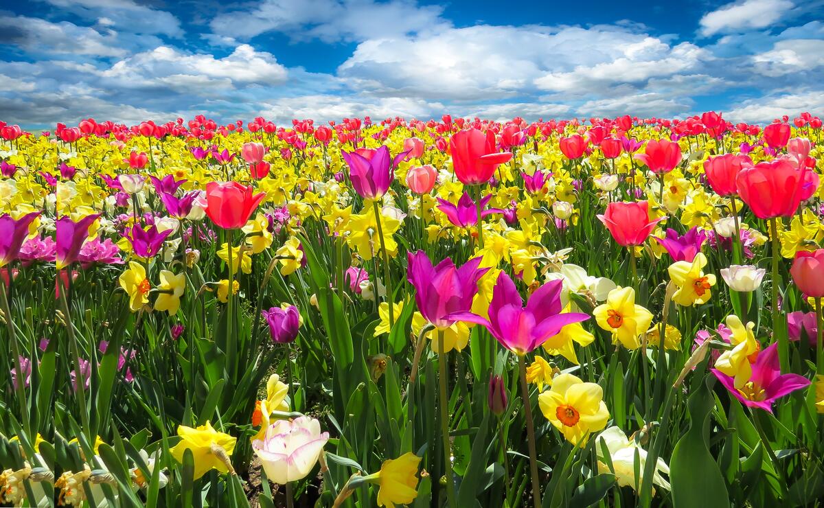 A brightly colored field of tulips and daffodils