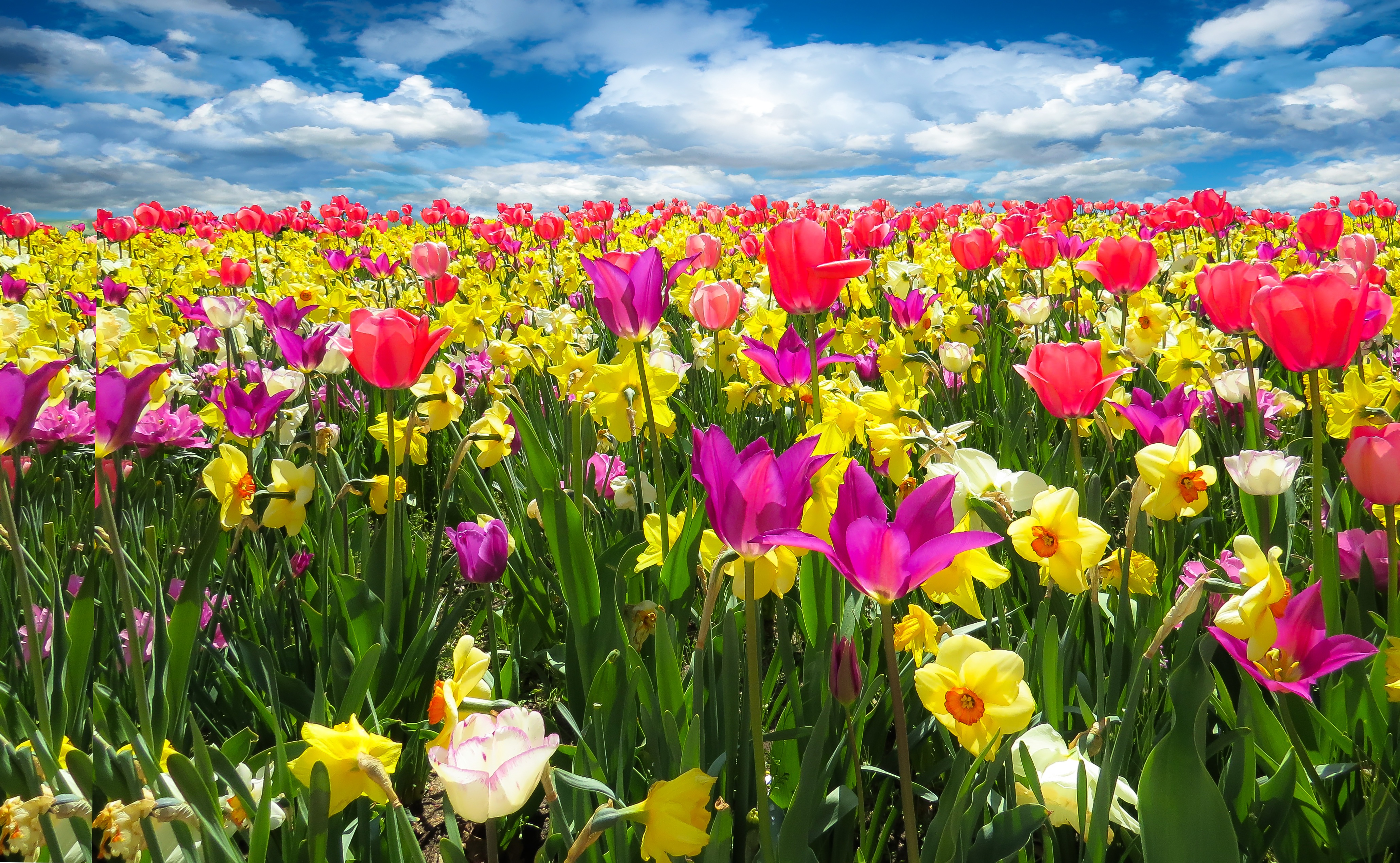 Яркое разноцветное цветочное поле тюльпанов и нарциссов
