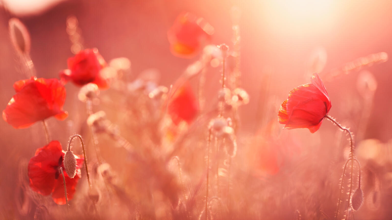 Free photo Red poppies in the sun