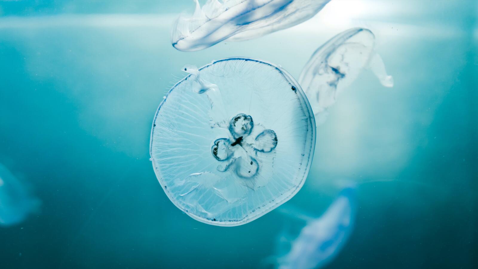 Бесплатное фото Морские прозрачные медузы