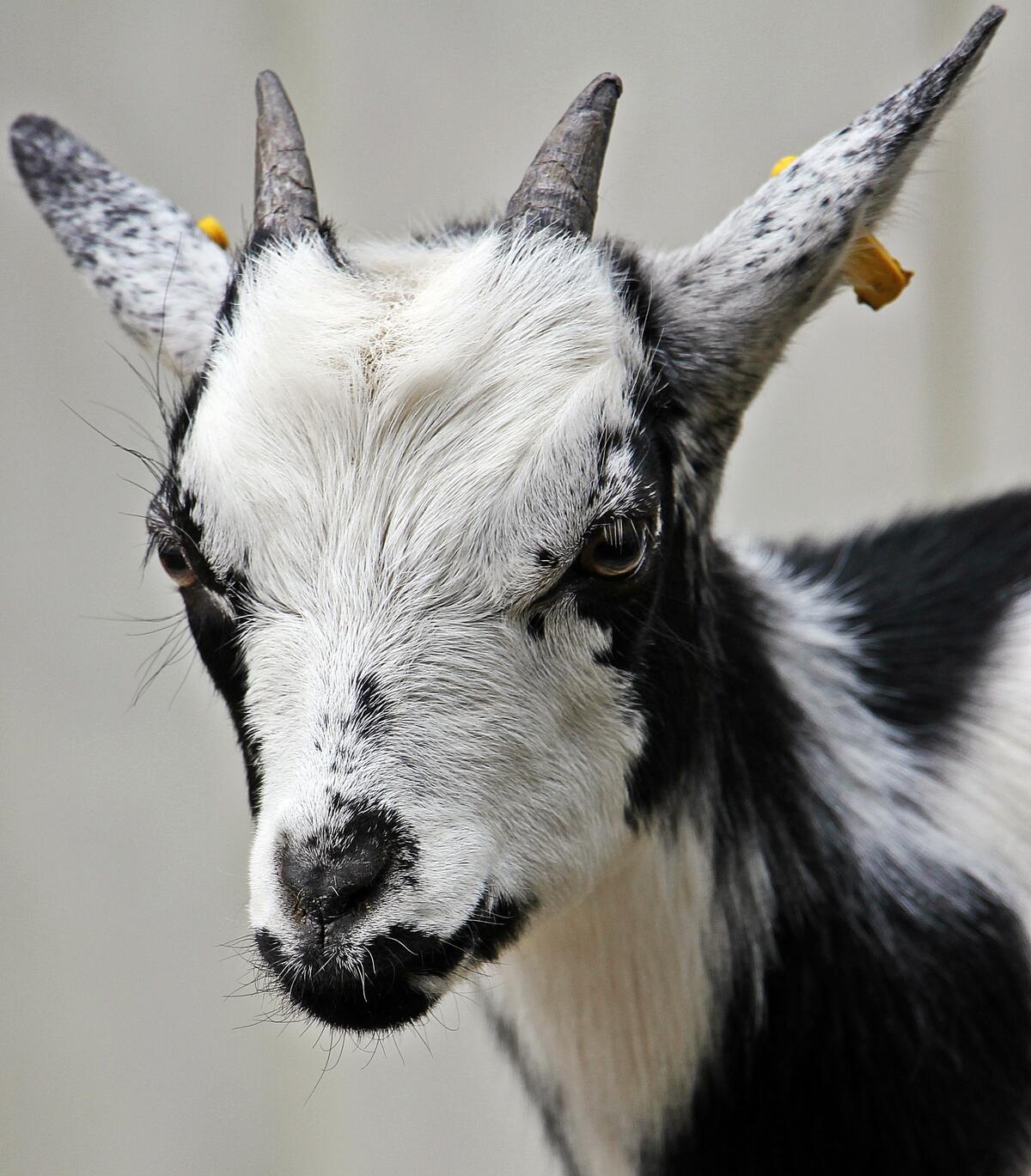 A domestic goat