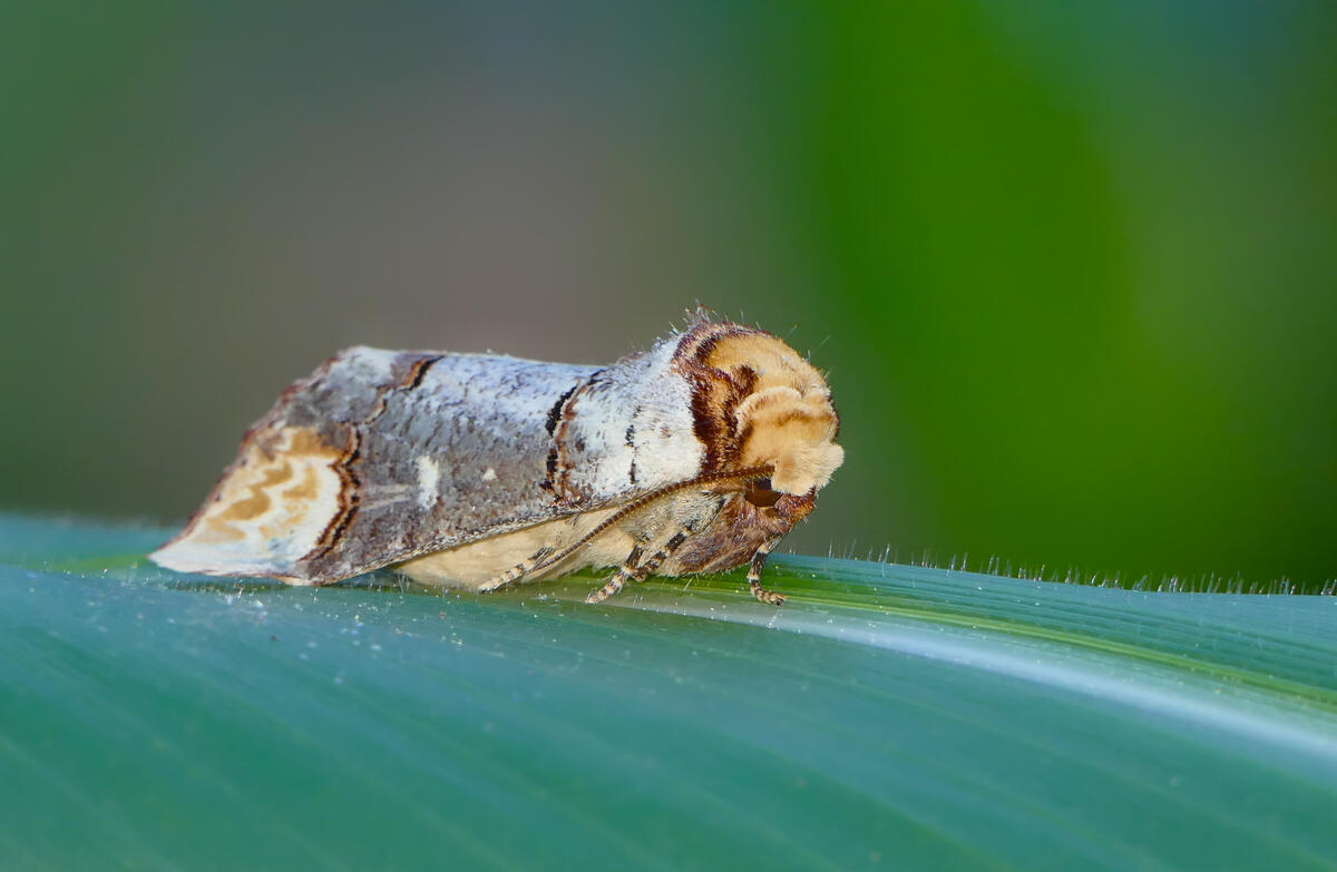Close-up of moths