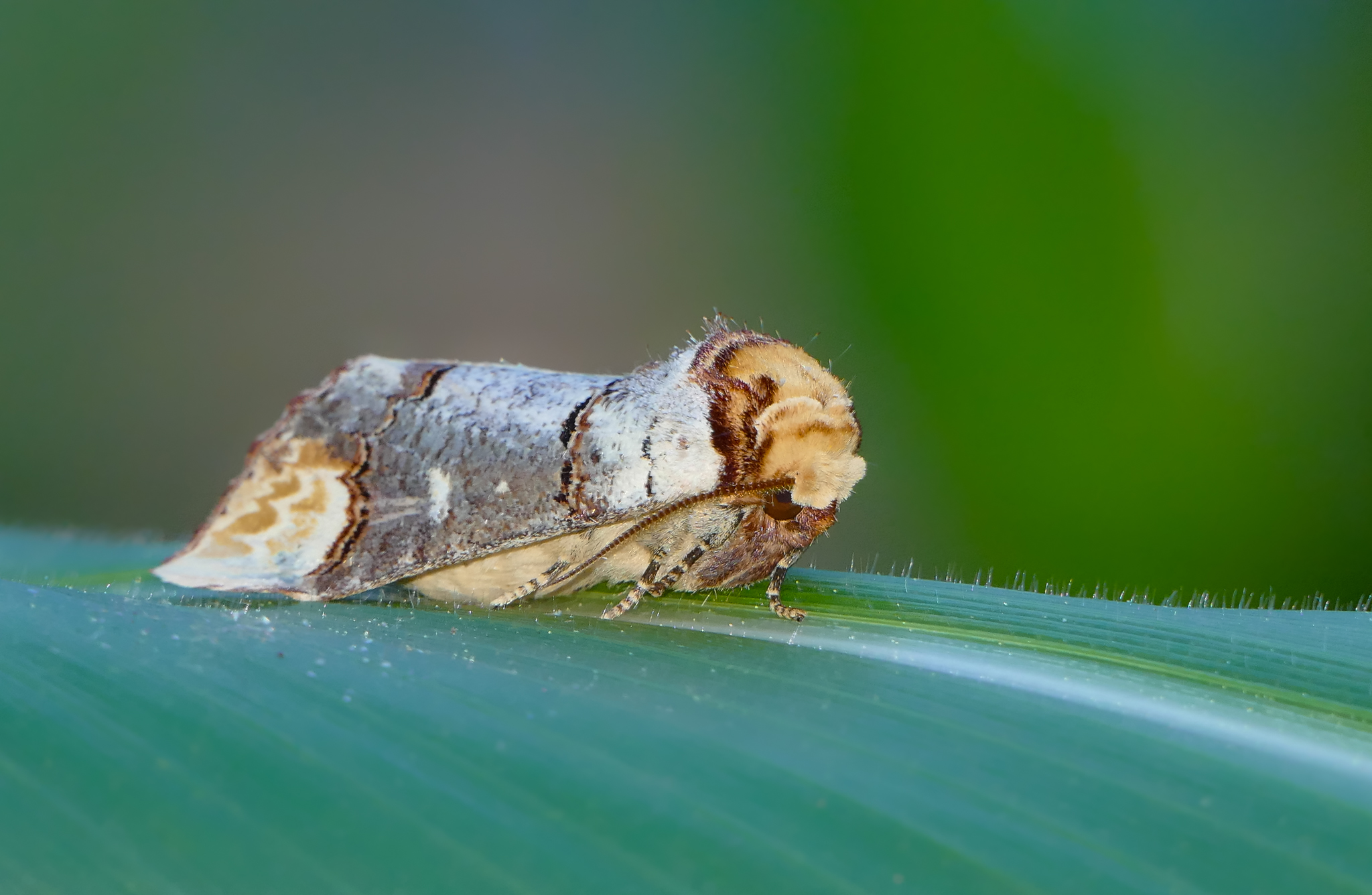 Free photo Close-up of moths