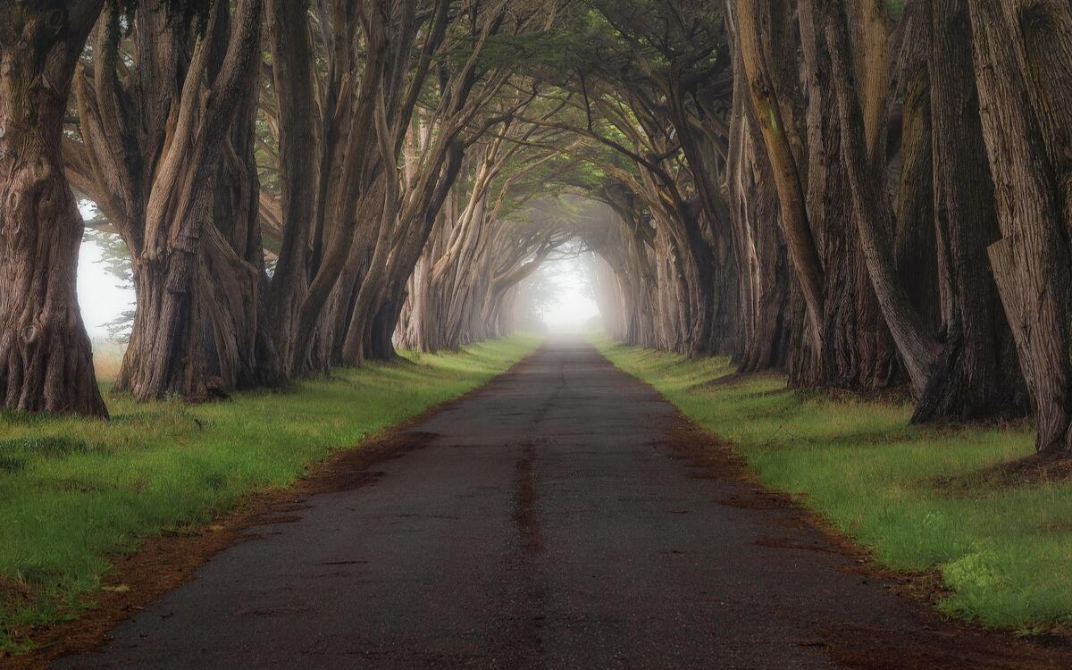 Пешеходная дорога в старом лесу