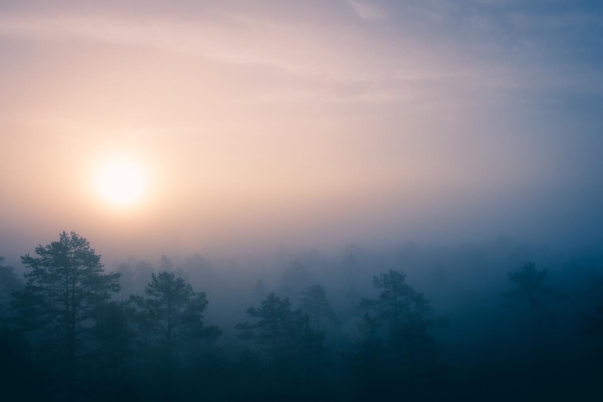 Туман окутал лес