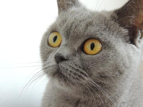 The mustachioed gray cat looks away