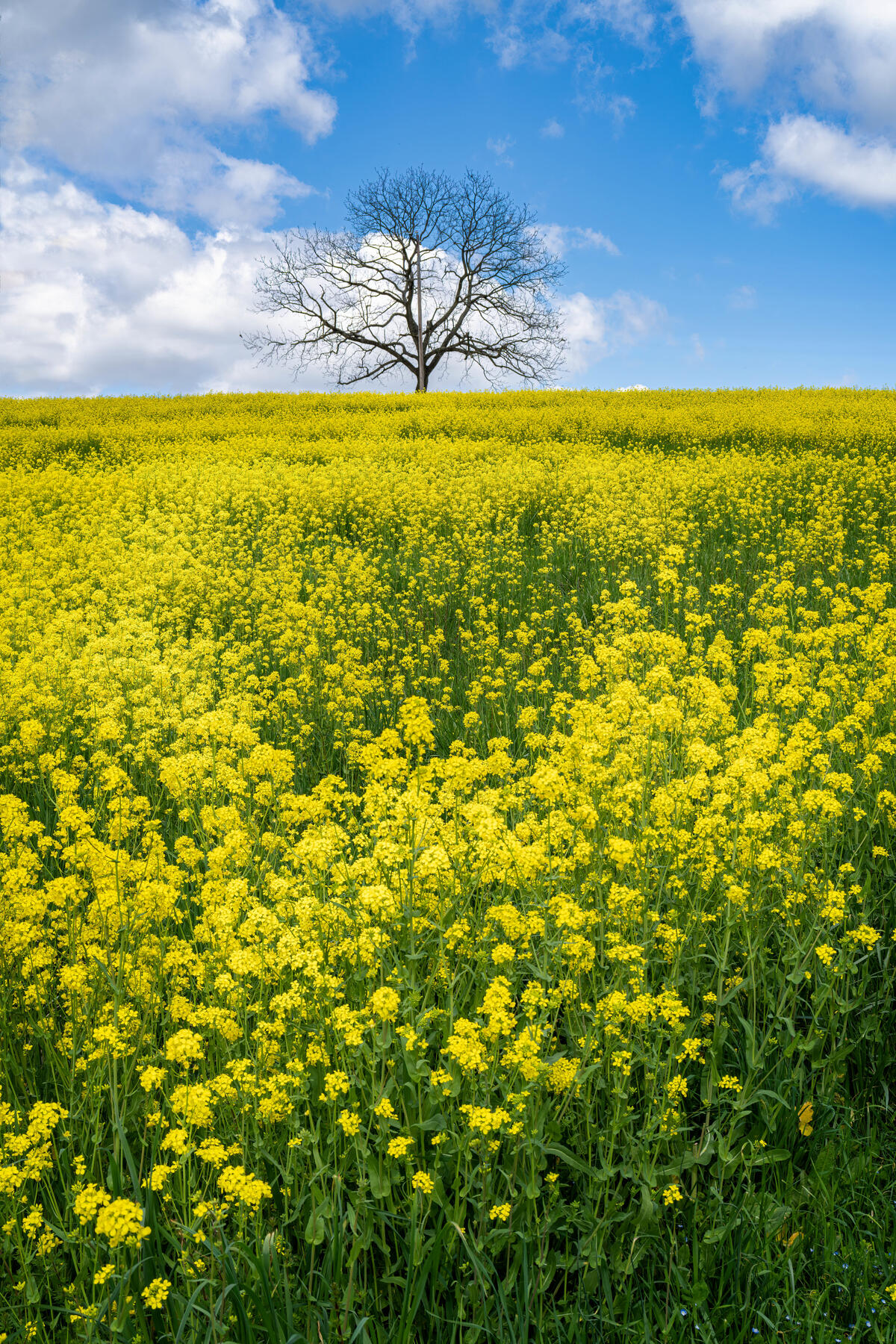 Одинокое дерево среди большого поля с желтыми цветами