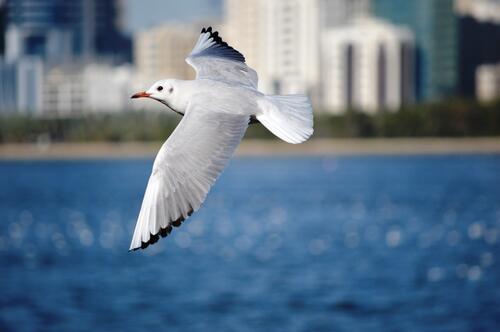 A seagull soars over the water