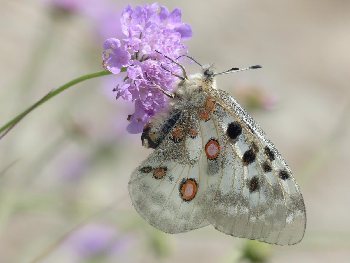 A white butterfly on a flower