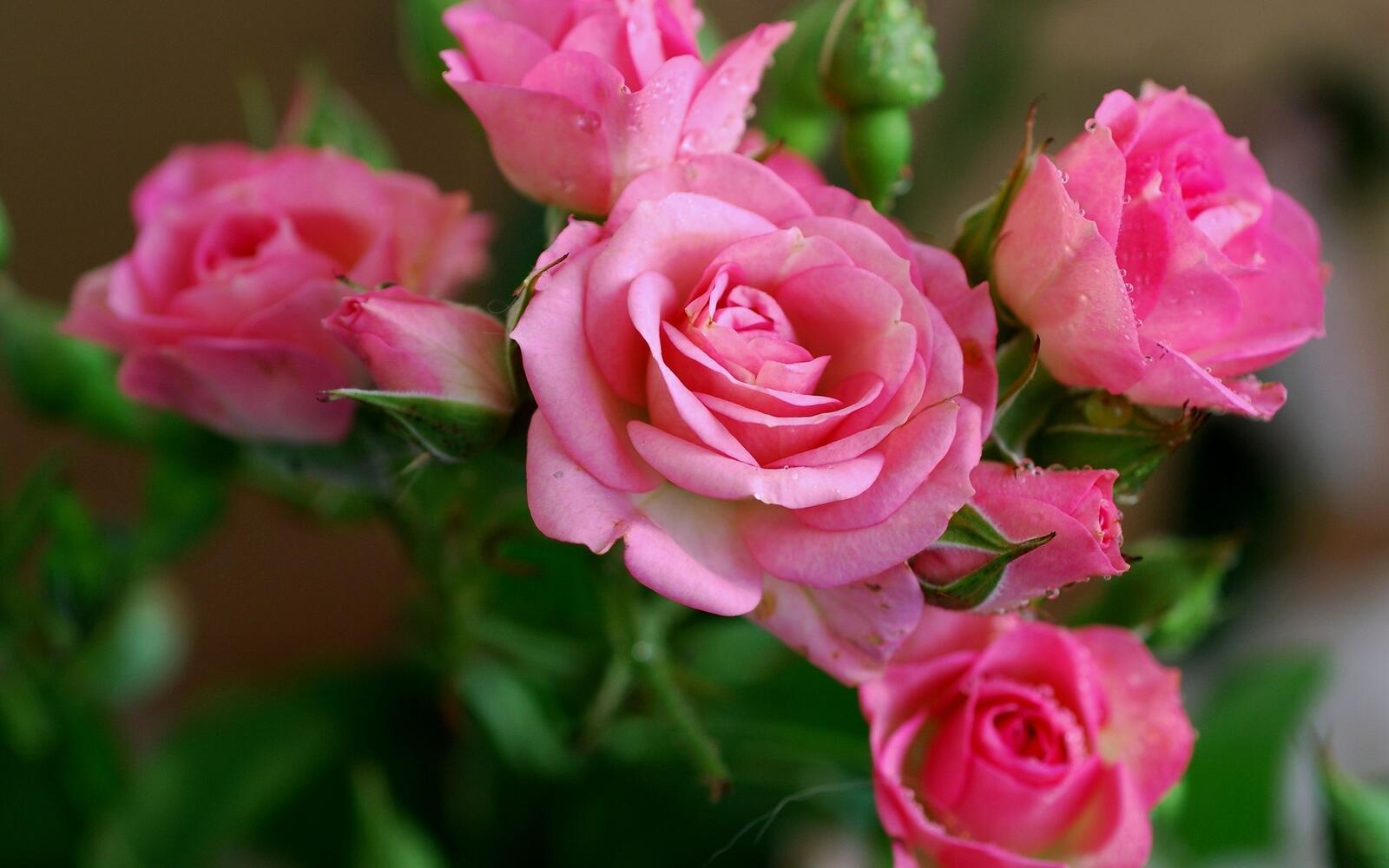 Free photo Wallpaper with pink rose bushes