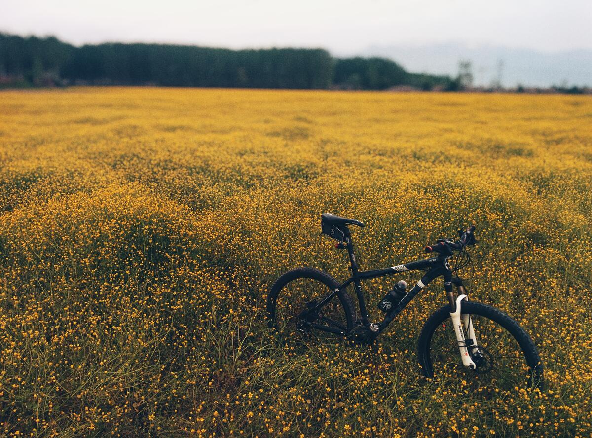 A bicycle in a field with yellow flowers