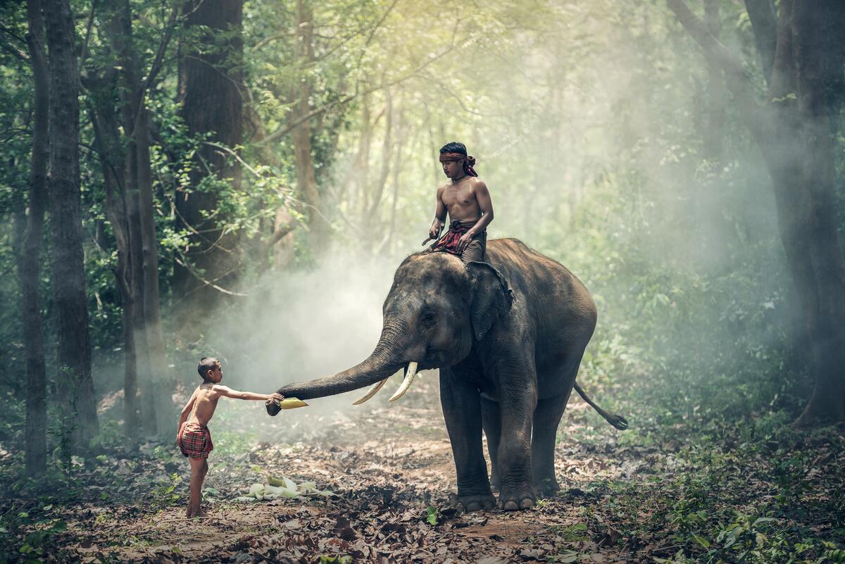 Walking in the forest on an elephant in the forests of Myanmar