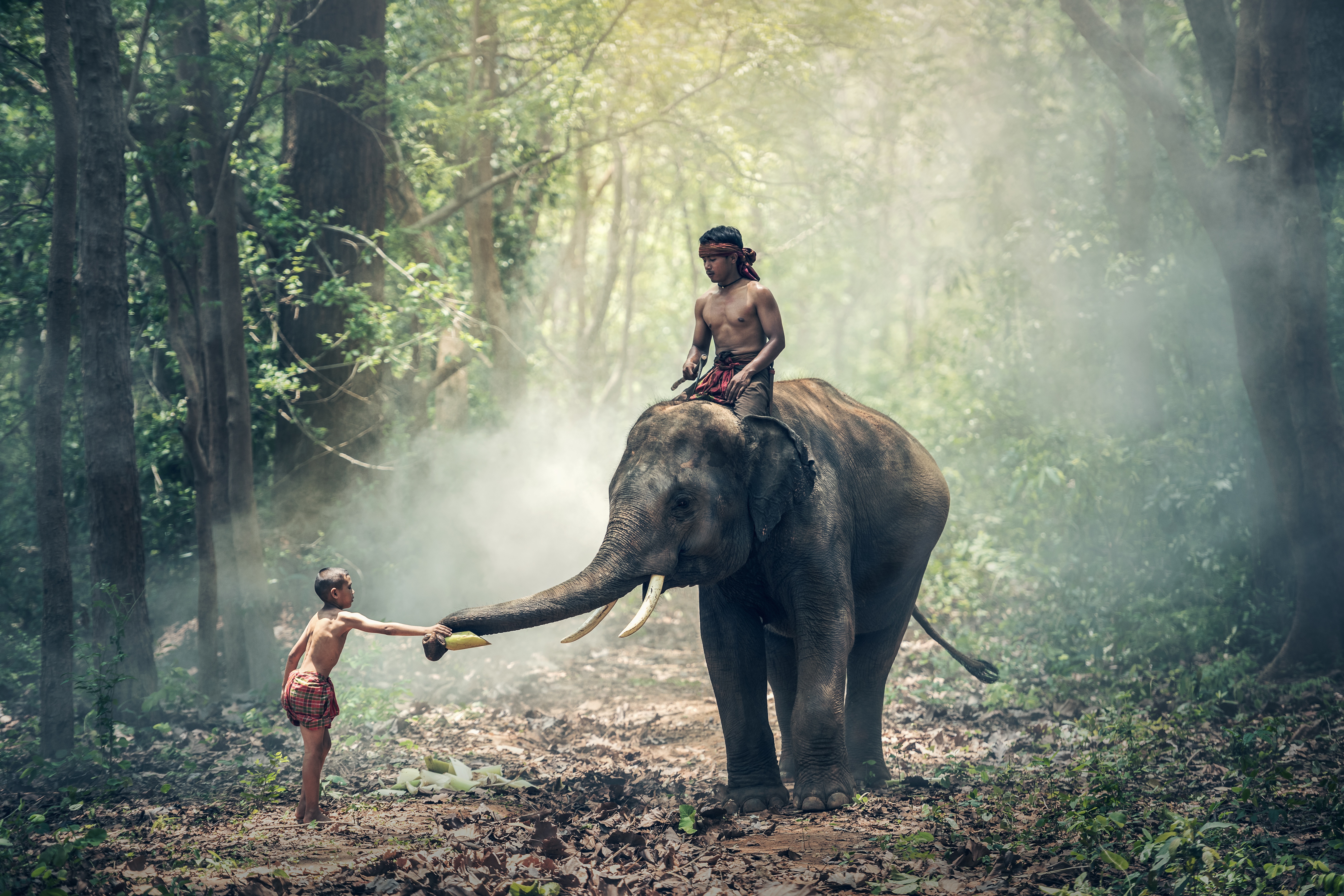 免费照片在缅甸森林中骑象漫步