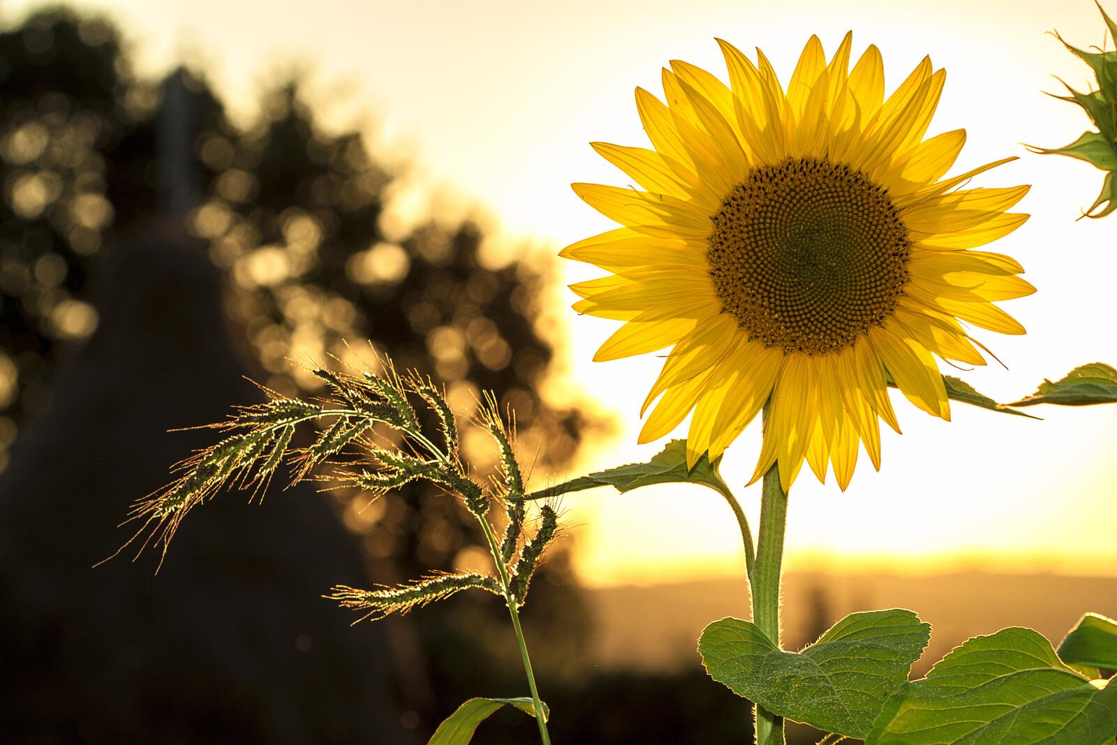 Free photo Sunflower at sunset