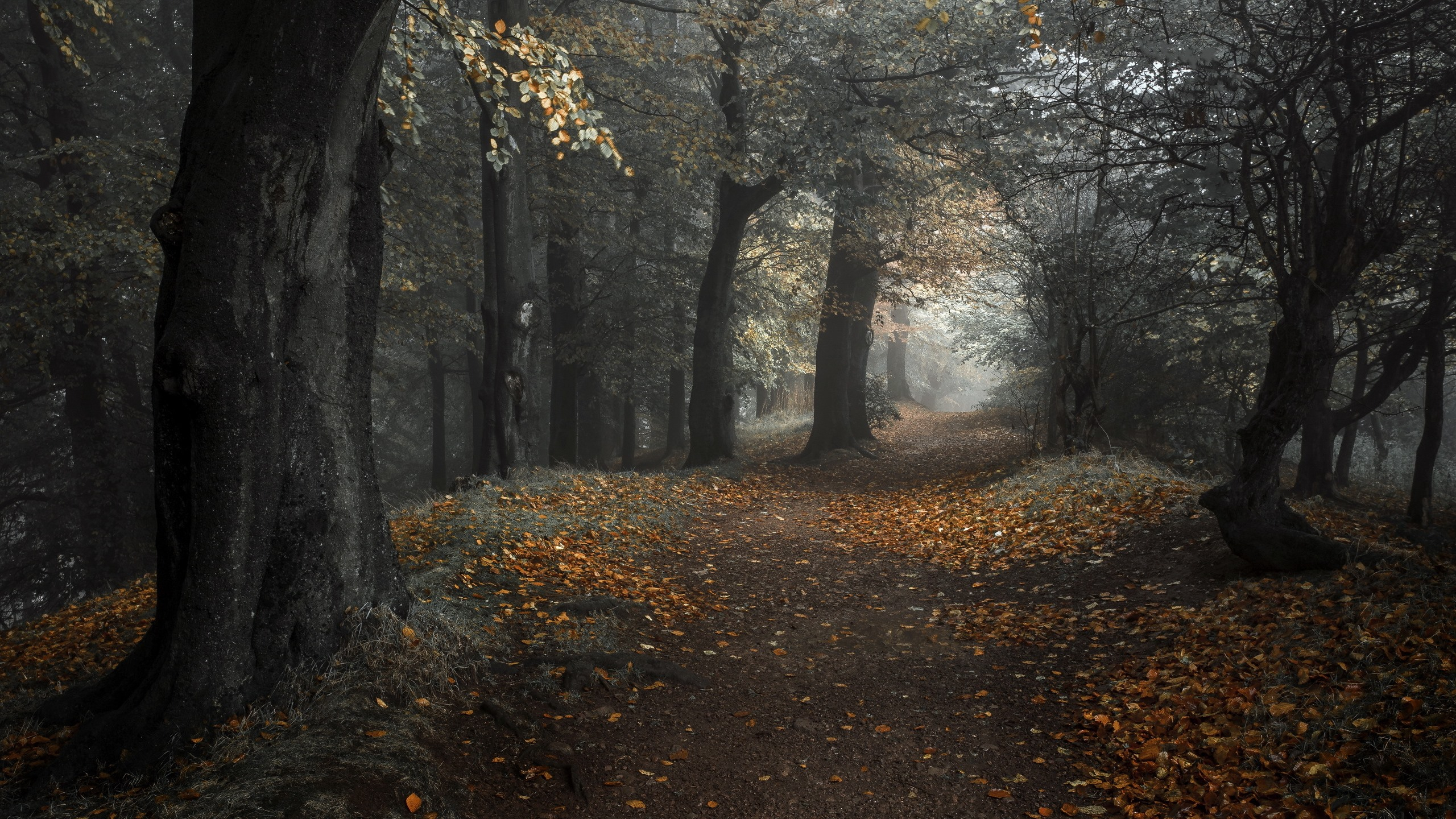 Бесплатное фото Мрачный осенний лес со старыми деревьями