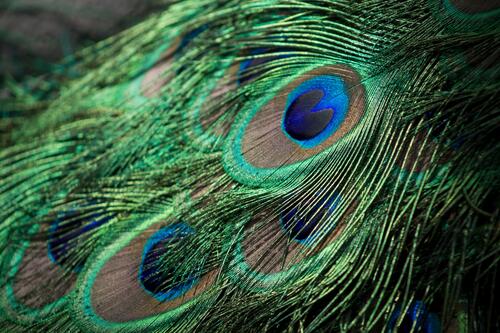 The peacock`s beautifully patterned plumage