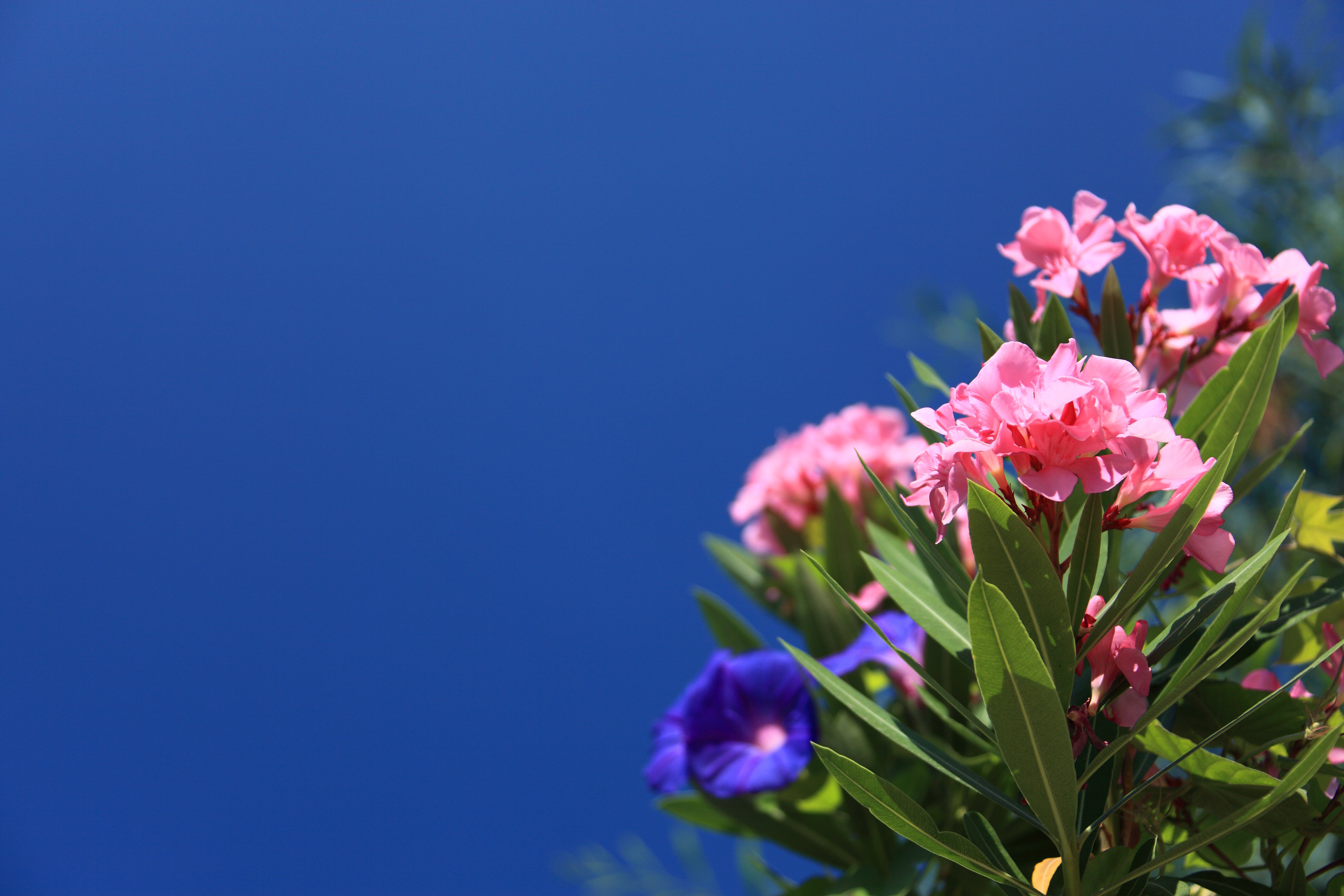 Фото природа, цветок, растение, небо, лепесток, цветения, цвет, космос, свежие, романтический, синий, красочный, розовый, флора, полевой цветок - бесплатные картинки на Fonwall